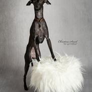Italiensk mynde kennel all stars Diva *Althea*