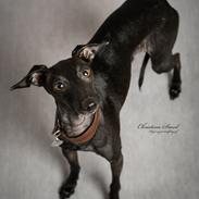 Italiensk mynde kennel all stars Diva *Althea*