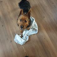 Australsk terrier Tuut, blue Ayers Jurassic bark