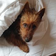 Australsk terrier Tuut, blue Ayers Jurassic bark