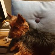 Australsk terrier Tuut, blue Ayers Jurassic bark