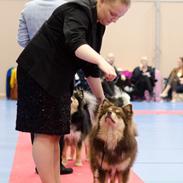 Finsk lapphund Lapinkaunis Shelby Maverick