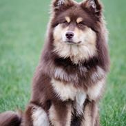 Finsk lapphund Lapinkaunis Shelby Maverick