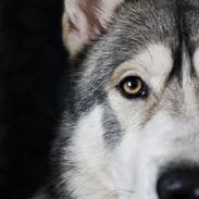 Alaskan malamute Balto