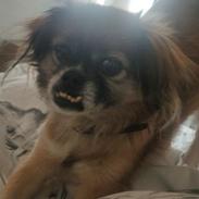 Blanding af racer Jessie