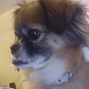 Blanding af racer Jessie