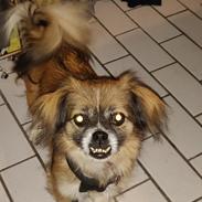 Blanding af racer Jessie