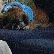 Blanding af racer Jessie