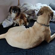 Blanding af racer Jessie