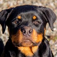 Rottweiler Chateau von astrups´s Karlo 