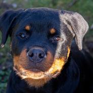 Rottweiler Chateau von astrups´s Karlo 