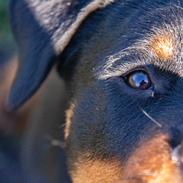 Rottweiler Chateau von astrups´s Karlo 