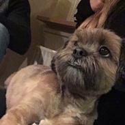 Lhasa apso Silke