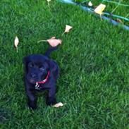 Olde english bulldogge Sativa