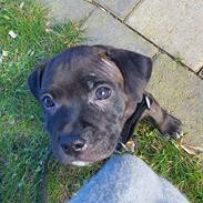 Staffordshire bull terrier Dino