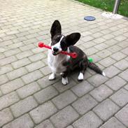 Welsh corgi cardigan Charlie