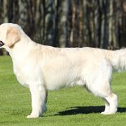 Golden retriever Manhattan v.d. Corner Brook