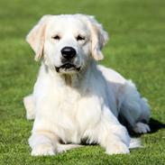 Golden retriever Manhattan v.d. Corner Brook