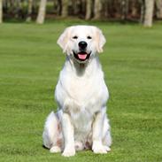 Golden retriever Manhattan v.d. Corner Brook