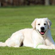 Golden retriever Manhattan v.d. Corner Brook
