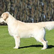 Golden retriever Manhattan v.d. Corner Brook
