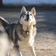 Alaskan malamute Balto