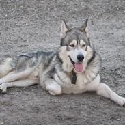 Alaskan malamute Balto