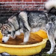 Alaskan malamute Balto