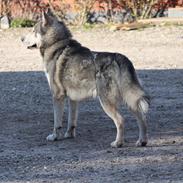 Alaskan malamute Balto