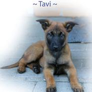 Malinois Working Malinois Deja Vu (Tavi)