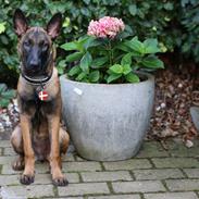 Malinois Working Malinois Deja Vu (Tavi)