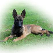 Malinois Working Malinois Deja Vu (Tavi)