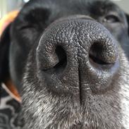 Labrador retriever Joey