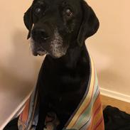 Labrador retriever Joey