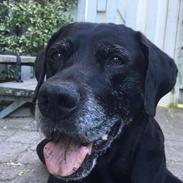 Labrador retriever Joey