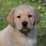 Labrador retriever Mochipappa’s Janis Joplin (Jojo)