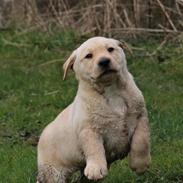 Labrador retriever Mochipappa’s Janis Joplin (Jojo)