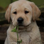 Labrador retriever Mochipappa’s Janis Joplin (Jojo)