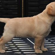 Labrador retriever Mochipappa’s Janis Joplin (Jojo)