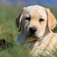 Labrador retriever Mochipappa’s Janis Joplin (Jojo)