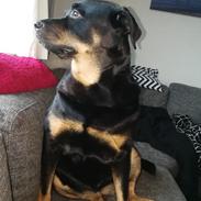 Rottweiler Tessa