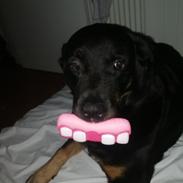 Rottweiler Tessa