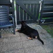 Rottweiler Tessa