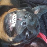 Rottweiler Tessa