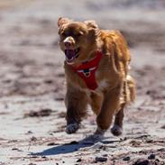 Nova scotia duck tolling retriever Diva