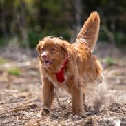 Nova scotia duck tolling retriever Diva
