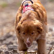 Nova scotia duck tolling retriever Diva