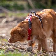 Nova scotia duck tolling retriever Diva