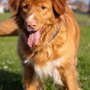Nova scotia duck tolling retriever Diva