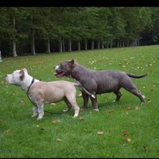 American Bully Queen (hardfort bullies Queen) 